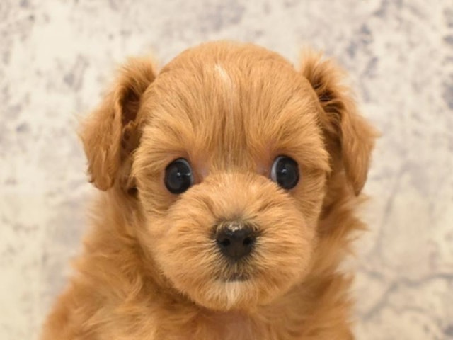 神奈川県のハーフ犬 (ペッツワン相模原愛川インター店/2024年2月12日生まれ/男の子/レッド)の子犬